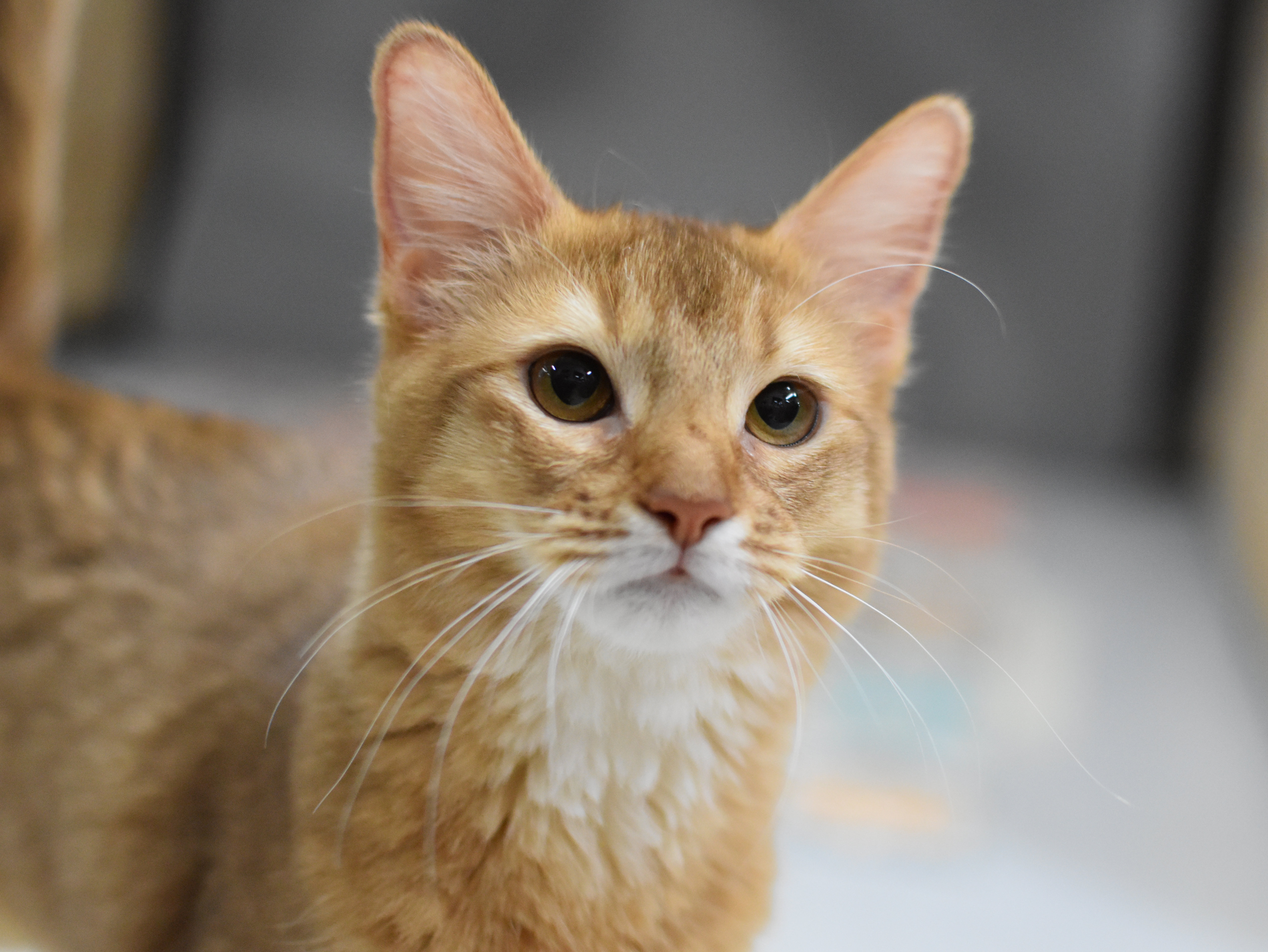 ソマリ　レッド　めす　（２５年８月２０日生れ）